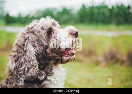 Cao de Aqua Portugues (portugiesischer Wasserhund) Stockfoto