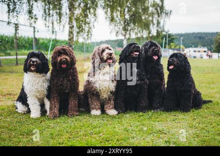 Six Cao de Aqua Portugues (portugiesischer Wasserhund) Stockfoto