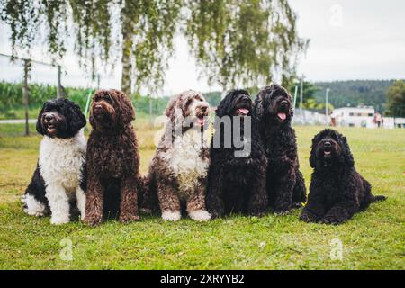 Six Cao de Aqua Portugues (portugiesischer Wasserhund) Stockfoto