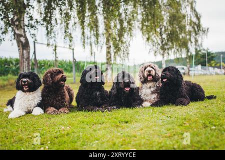 Six Cao de Aqua Portugues (portugiesischer Wasserhund) Stockfoto