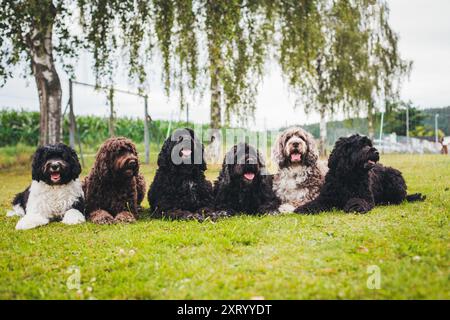 Six Cao de Aqua Portugues (portugiesischer Wasserhund) Stockfoto