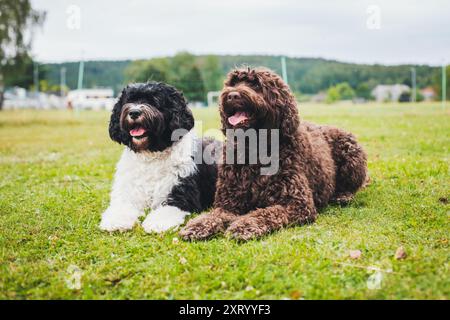Zwei Cao de Aqua Portugues (portugiesischer Wasserhund) Stockfoto