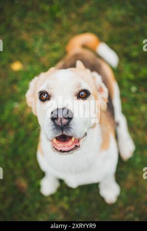 Alter Beagle Stockfoto