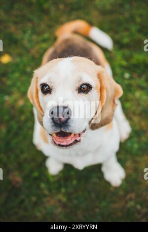 Alter Beagle Stockfoto