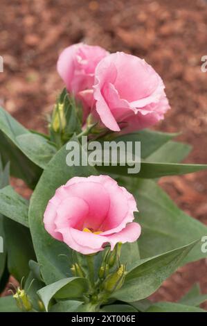 Nahaufnahme einer rosafarbenen Eustoma Grandiflorum lisianthus auch Texas Bluebell Prairie Gentian Japanese Rose ist eine Frostzart-, Jahres- oder Hallenstaude Stockfoto