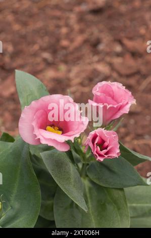 Nahaufnahme einer rosafarbenen Eustoma Grandiflorum lisianthus auch Texas Bluebell Prairie Gentian Japanese Rose ist eine Frostzart-, Jahres- oder Hallenstaude Stockfoto