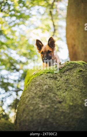 Westerwälder Kuhhhund Stockfoto