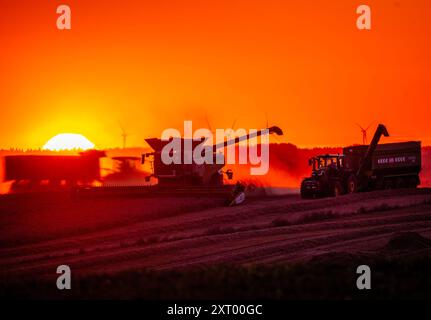 Gadebusch, Deutschland. August 2024. Mähdrescher und Traktorgruppen fahren bei Sonnenuntergang über ein Feld und droschen Weizen. Nach langen Erntepausen aufgrund von Regen und nassem Boden nutzen die Bauern in Norddeutschland das trockene und warme Wetter, um die letzten Getreidefelder bis spät in den Abend zu ernten. Quelle: Jens Büttner/dpa/Alamy Live News Stockfoto