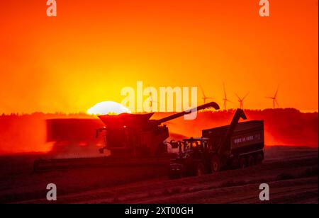 Gadebusch, Deutschland. August 2024. Mähdrescher und Traktorgruppen fahren bei Sonnenuntergang über ein Feld und droschen Weizen. Nach langen Erntepausen aufgrund von Regen und nassem Boden nutzen die Bauern in Norddeutschland das trockene und warme Wetter, um die letzten Getreidefelder bis spät in den Abend zu ernten. Quelle: Jens Büttner/dpa/Alamy Live News Stockfoto