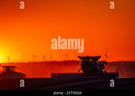 Gadebusch, Deutschland. August 2024. Mähdrescher und Traktorgruppen fahren bei Sonnenuntergang über ein Feld und droschen Weizen. Nach langen Erntepausen aufgrund von Regen und nassem Boden nutzen die Bauern in Norddeutschland das trockene und warme Wetter, um die letzten Getreidefelder bis spät in den Abend zu ernten. Quelle: Jens Büttner/dpa/Alamy Live News Stockfoto