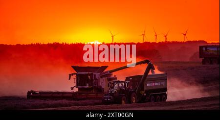 Gadebusch, Deutschland. August 2024. Mähdrescher und Traktorgruppen fahren bei Sonnenuntergang über ein Feld und droschen Weizen. Nach langen Erntepausen aufgrund von Regen und nassem Boden nutzen die Bauern in Norddeutschland das trockene und warme Wetter, um die letzten Getreidefelder bis spät in den Abend zu ernten. Quelle: Jens Büttner/dpa/Alamy Live News Stockfoto
