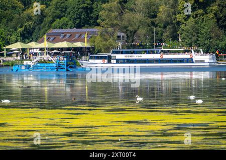 Das Mähboot Nimmersatt, vom Ruhrverband, Ausflugsboot der Weißen Flotte, Heisingen, versucht, den grünen Pflanzenteppich am Baldeneysee zu halten Stockfoto