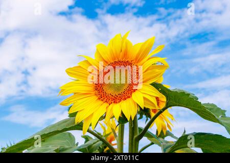 Gelbe Sonnenblumen im französischen Feld frankreich Stockfoto