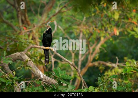 Orientalischer Darter Anhinga melanogaster Wasservogel des tropischen Südasiens genannt Schlangenvogel, langer und schlanker Hals mit geradem, spitzem Schnabel, jagt für Stockfoto