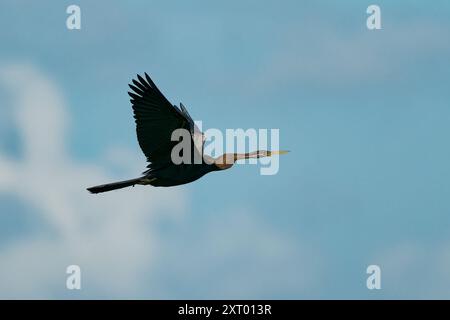 Orientalischer Darter Anhinga melanogaster Wasservogel des tropischen Südasiens genannt Schlangenvogel, langer und schlanker Hals mit geradem, spitzem Schnabel, jagt für Stockfoto