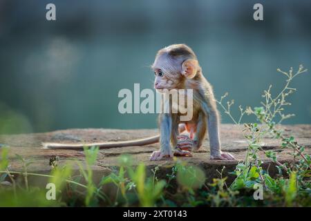 Makaken Macaca sinica rötlich-brauner Alte Welt-Affe endemisch in Sri Lanka, bekannt als Rilwa oder Rilwa, Baby-Affe im alten Tempel in S Stockfoto