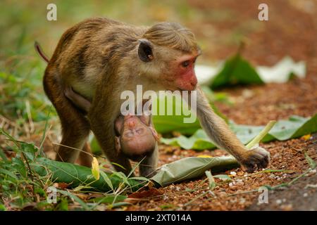 Makaken Macaca sinica rötlich-brauner Alte-Welt-Affe endemisch in Sri Lanka, bekannt als Rilwa oder Rilwa, Baby-Affe, der Milch von der Motte saugt Stockfoto