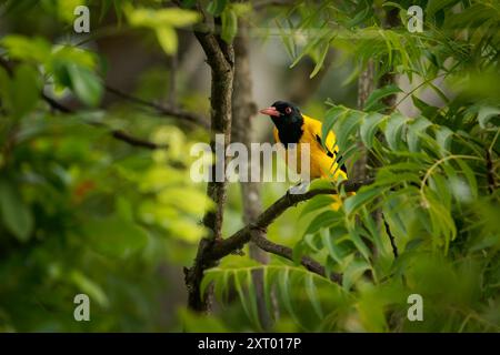 oriole mit schwarzer Kapuze - Oriolus xanthornus gelber und schwarzer Passerinvogel, ansässiger Züchter im tropischen Südasien von Indien und Sri Lanka nach Osten Stockfoto