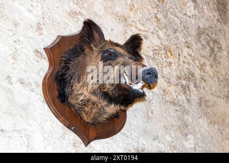 Gefüllter Wildschweinkopf im Château de La Rochefoucauld Rochefoucauld-en-Angou Mois Stockfoto