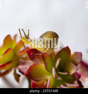 Schnecke in Muscheln kriecht auf den grünen, üppig grünen Blättern der Goldrute Pflanze, Nahaufnahme, Makroaufnahme Stockfoto