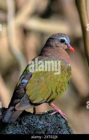 Gemeinsame emerald Taube, Asiatische emerald Taube, oder grau-capped Emerald taube Chalcophaps Indica in einem Regenwald gehockt Stockfoto