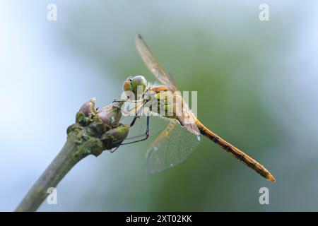 Nahaufnahme eines Vagrantendarters, Sympetrum vulgatum, der auf der Vegetation ruht. Stockfoto