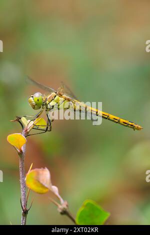 Nahaufnahme eines Vagrantendarters, Sympetrum vulgatum, der auf der Vegetation ruht. Stockfoto