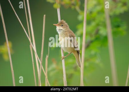 Marsh Grumbler, Acrocephalus palustris, Vogel singen auf einem Feld Stockfoto