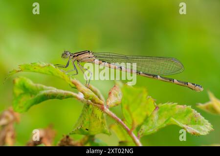 Makronaht einer weiblichen gewöhnlichen blauen Jungfliege, gewöhnlichem Blau oder nordblauem Enallagma cyathigerum, die mit seinem Flügel auf einem Blatt im grünen Gras ruht Stockfoto