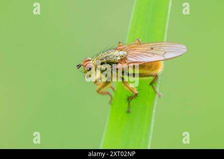 Auch die Nahaufnahme eines männlichen Scathophaga stercoraria, Insekt, wie die gelbe Mist fliegen oder das Golden Mist fliegen bekannt, ruht auf einem grünen Blatt Stockfoto