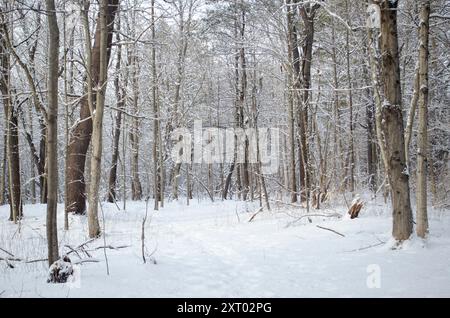 Ein Pfad in den Winterwäldern in der Nähe des Royal River, Yarmouth Maine, New England, USA Stockfoto