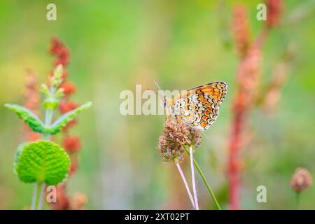 Nahaufnahme einer flockenblume fritillary, Melitaea phoebe, Schmetterling ruht und die Bestäubung in hellem Sonnenlicht. Stockfoto