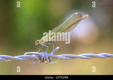 Nahaufnahme einer wunderschönen gebrannten Demiselle Calopteryx prägt Libellen- oder Damselfliegenweibchen, die auf Brennesseln ruhen. Stockfoto