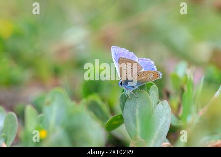 Am frühen Morgen Blauer Schmetterling, Polyommatus icarus, bestäubt auf einer Blume auf einer Wiese unter hellem Sonnenlicht. Stockfoto