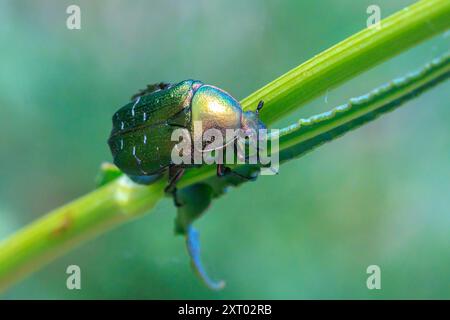 Nahaufnahme einer Cetonia aurata, grüner Rosenscheuerkäfer, der auf einer Wiese auf einen Grasstamm klettert Stockfoto