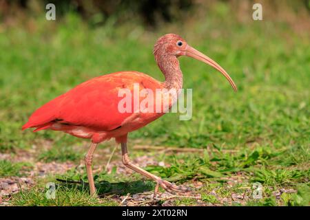 Scarlet Ibis Vogel Eudocimus ruber tropischen wader Vogel Futter auf den Boden. Es ist eines der beiden nationalen Vögel von Trinidad und Tobago. Stockfoto
