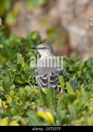 Gelbäugiger grauer Vogel in Büschen Stockfoto