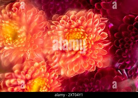 Leuchtend verzerrte Dahlien in Orange und Lila, komplizierte Blütenblätter und ein traumhafter, verschwommener Effekt. Ideal für Blumen- und Naturmotive. Ästhetisches Phot Stockfoto