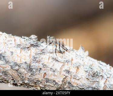 Eine Räuberfliege aus der Gattung Coleomyia, die auf einem strukturierten Zweig thront und ihre einzigartige Form und Färbung in natürlichem Licht hervorhebt. Stockfoto