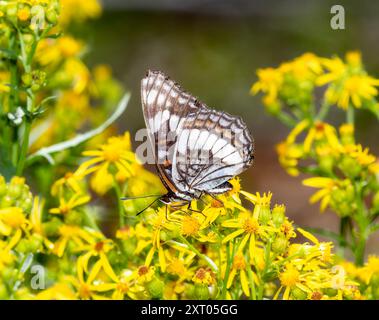 Ein Weidemeyers Admiral Limenitis weidemeyerii Schmetterling thront auf leuchtend gelben Wildblumen in Colorado und zeigt seine komplizierten Flügelmuster und Stockfoto