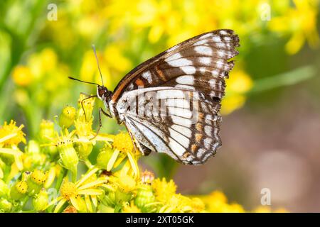 Der Admiral Limenitis weidemeyerii-Schmetterling von Weidemeyer ernährt sich von gelben Blüten in Colorado und zeigt seine auffälligen Muster und Farben vor einem vib Stockfoto