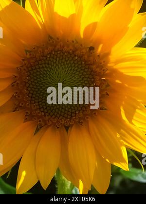 Sonnenblumen-Nahaufnahme: Strahlendes Detail der goldenen Blütenblätter. Sonnenschönheit: Makrofoto einer blühenden Sonnenblume. Stockfoto