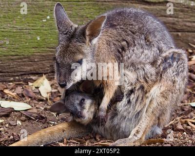 Sensationell hingebungsvolle Rothals-Pademelon mit einem wertvollen joey in der Tasche Stockfoto