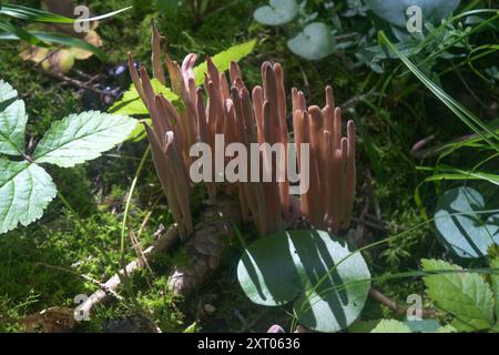 Clavaria purpurea ist ein Korallenpilz, der auch als Purple Coral oder Purple Fairy Club bekannt ist. Stockfoto