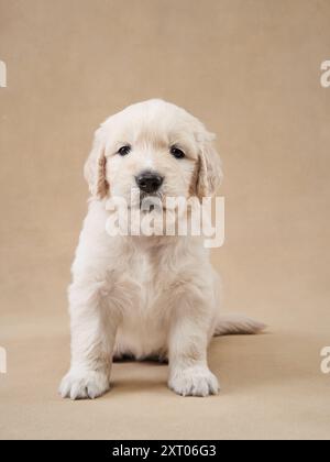 Ein neugieriges Golden Retriever-Hündchen blickt aus einer pastellfarbenen Box, die mit rosa Bändern und zarten Blumendekorationen verziert ist, hervor Stockfoto