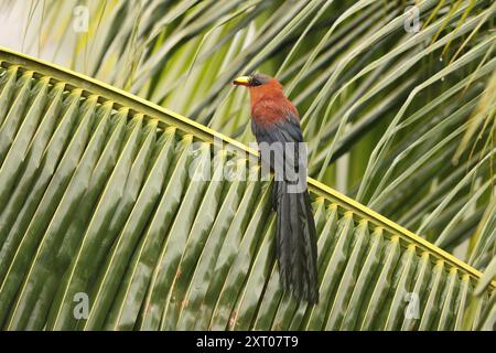 Die Gelbschnabel-Malkoha (Rhamphococcyx calyorhynchus) ist eine Kuckucksart aus der Familie der Cuculidae. Sie ist endemisch in Sulawesi, Indonesien. Stockfoto