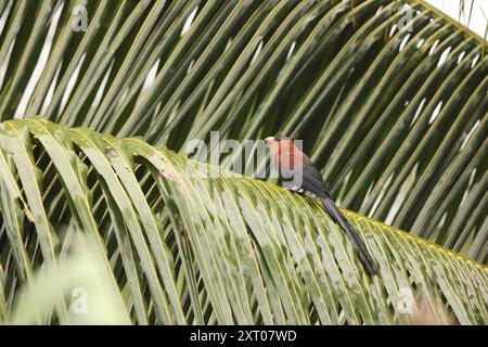 Die Gelbschnabel-Malkoha (Rhamphococcyx calyorhynchus) ist eine Kuckucksart aus der Familie der Cuculidae. Sie ist endemisch in Sulawesi, Indonesien. Stockfoto