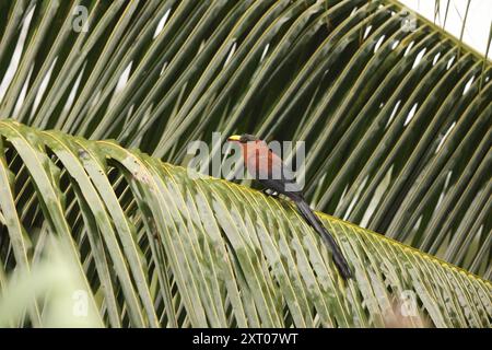 Die Gelbschnabel-Malkoha (Rhamphococcyx calyorhynchus) ist eine Kuckucksart aus der Familie der Cuculidae. Sie ist endemisch in Sulawesi, Indonesien. Stockfoto