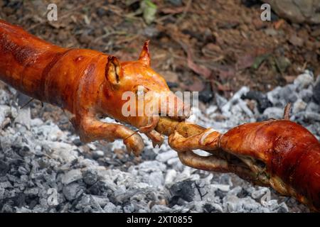 Zwei Spit-geröstete Lechon über Kohlen außerhalb von Cebu auf den Philippinen. Hochwertige Fotos Stockfoto