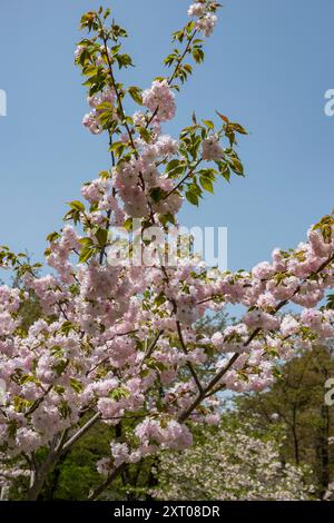 Burg und Gärten von Hirosaki während des Kirschblütenfestes 2024 Stockfoto